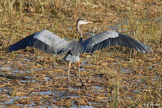 Landing Silver Egret